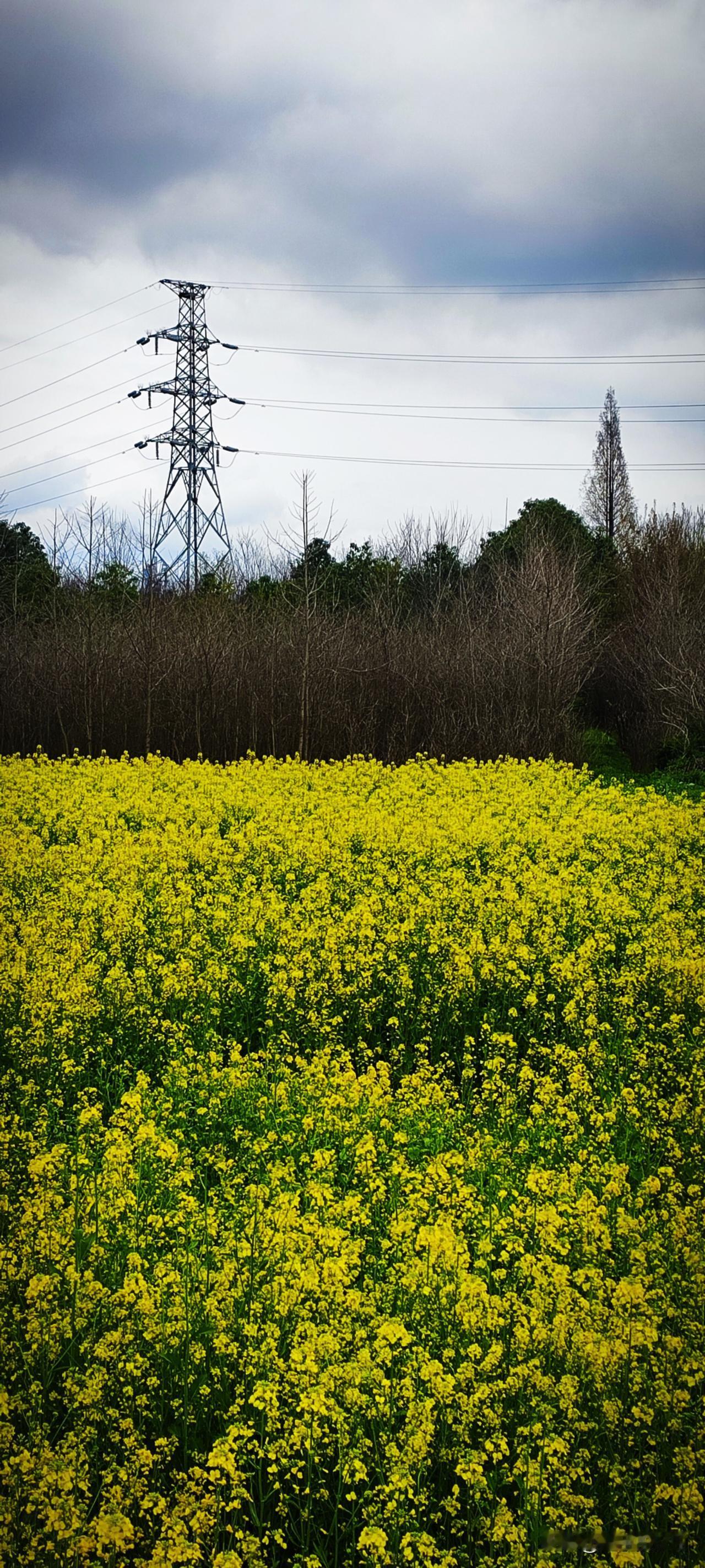 雨水停了，天空依然厚厚的云层。前往汉江湿地公园的路边，有一块油菜花田。天空中，风