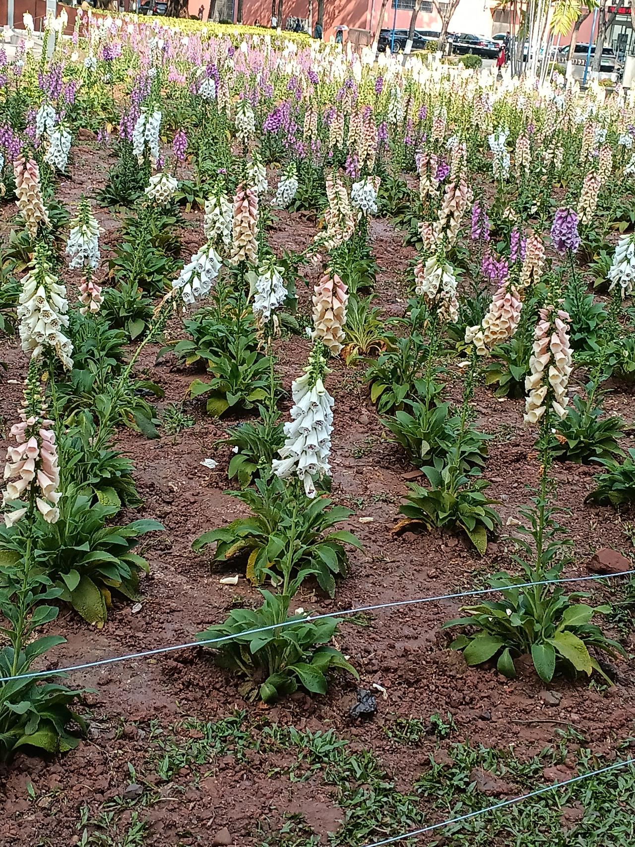 分享一下你拍过的花哪位高人认识这叫什么花？