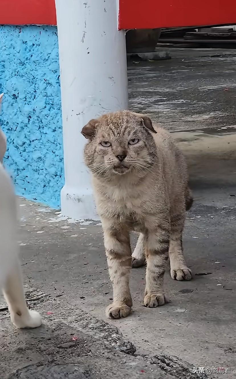 这只小猫丑的好可怜呀！小区附近经常看到一只长得特别丑的猫，在投喂流浪猫的时候，每