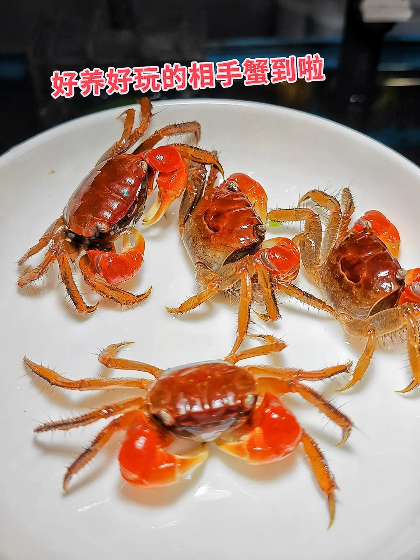 相手蟹入缸，解锁生态新惊喜。1. 自然清洁小卫士：相手蟹可是鱼缸里勤劳...
