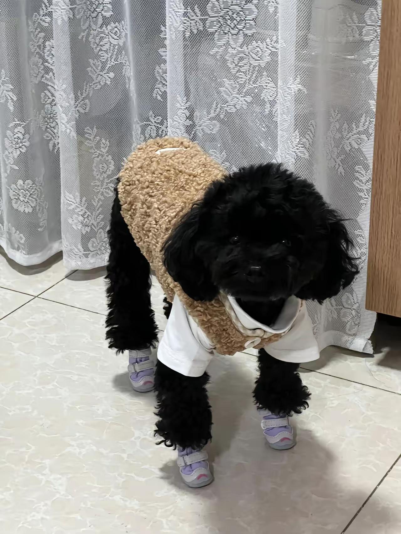 这起事件充分反映了公共场所宠物寄存安全的重要性和责任心的缺失。在合肥商场，唐女士