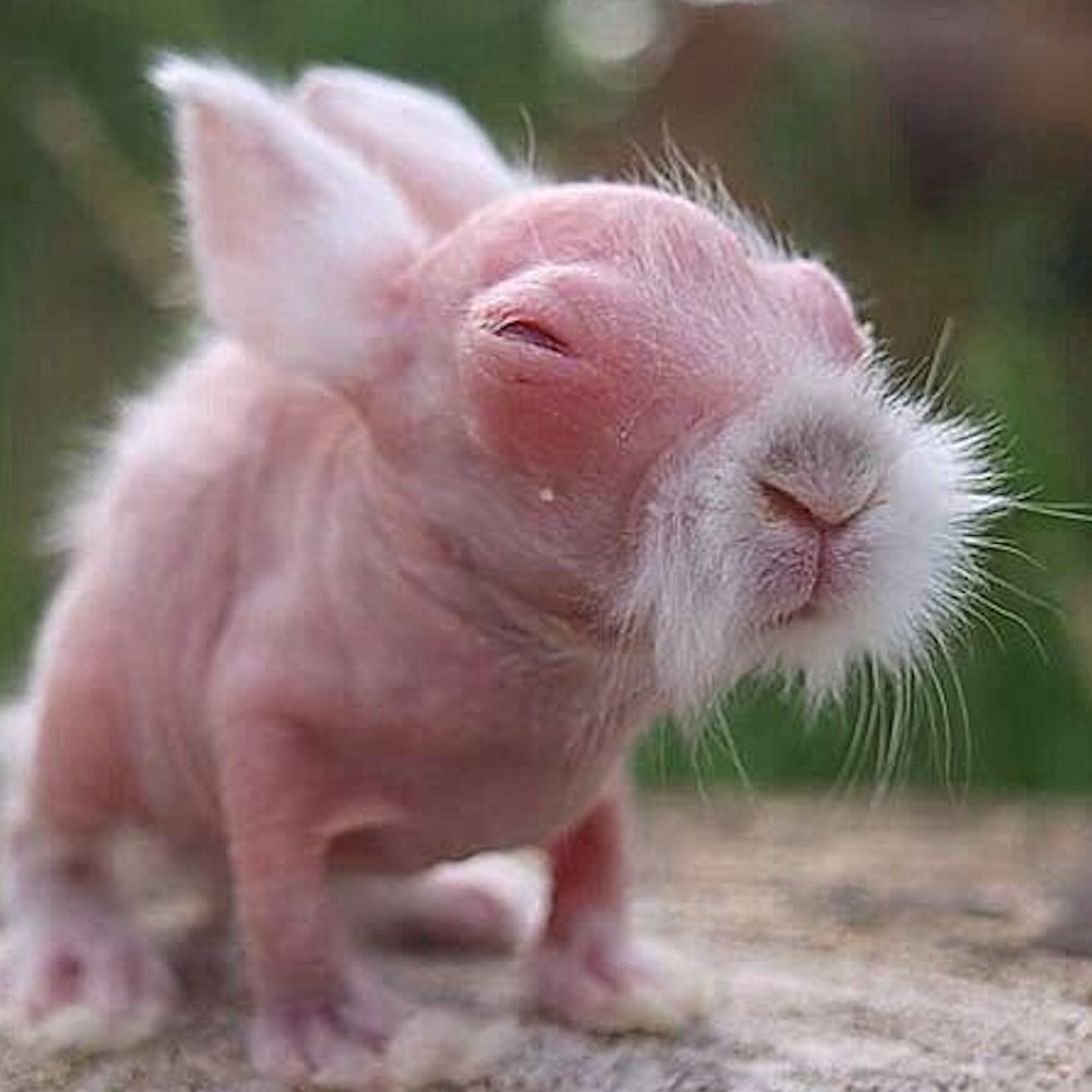 无毛兔宝宝，看起来像个小老头 