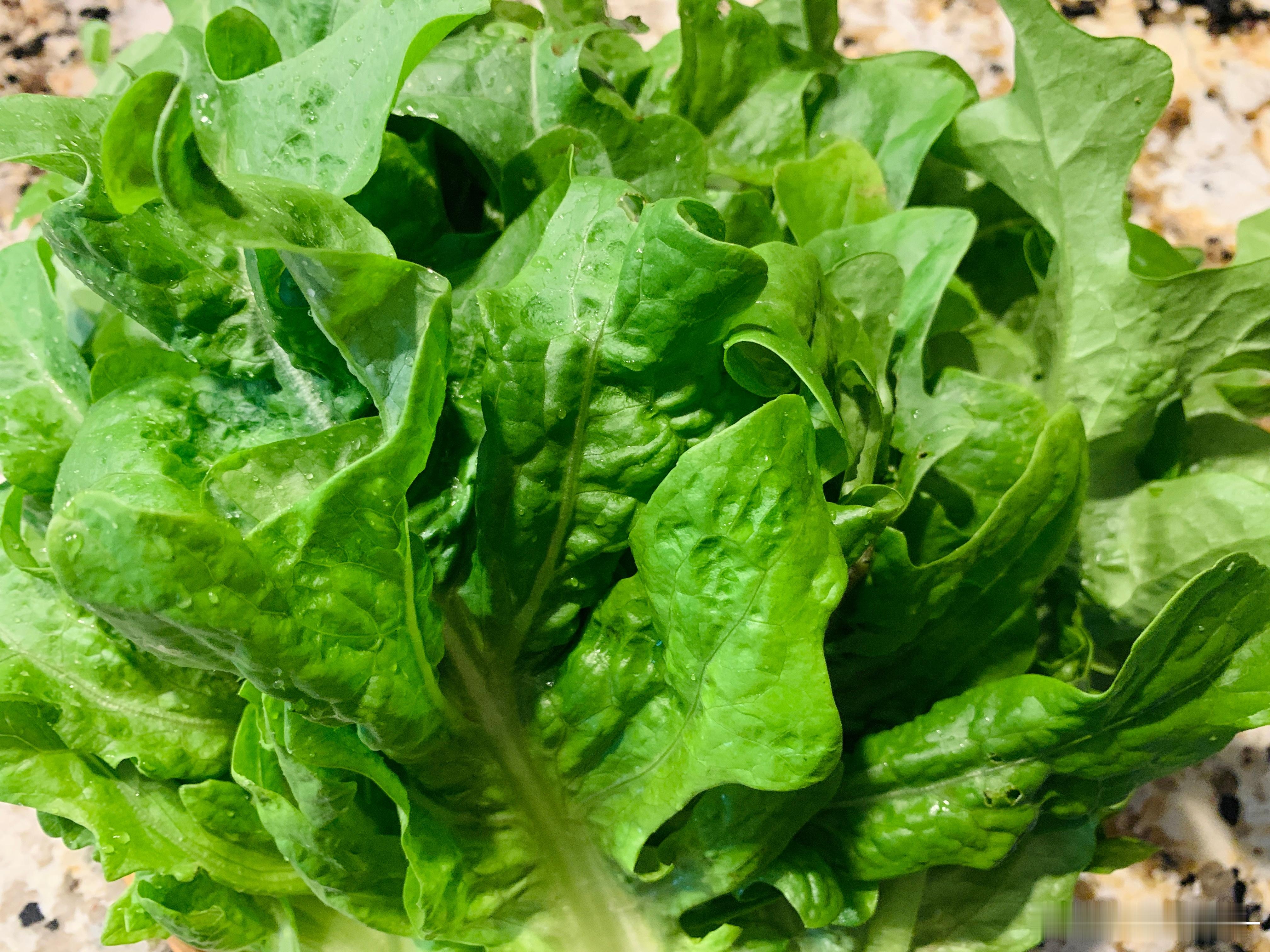 周末去菜园摘了些菜回来，原本打算包茴香饺子，可冰箱里积攒的食材太多，两个人食量有
