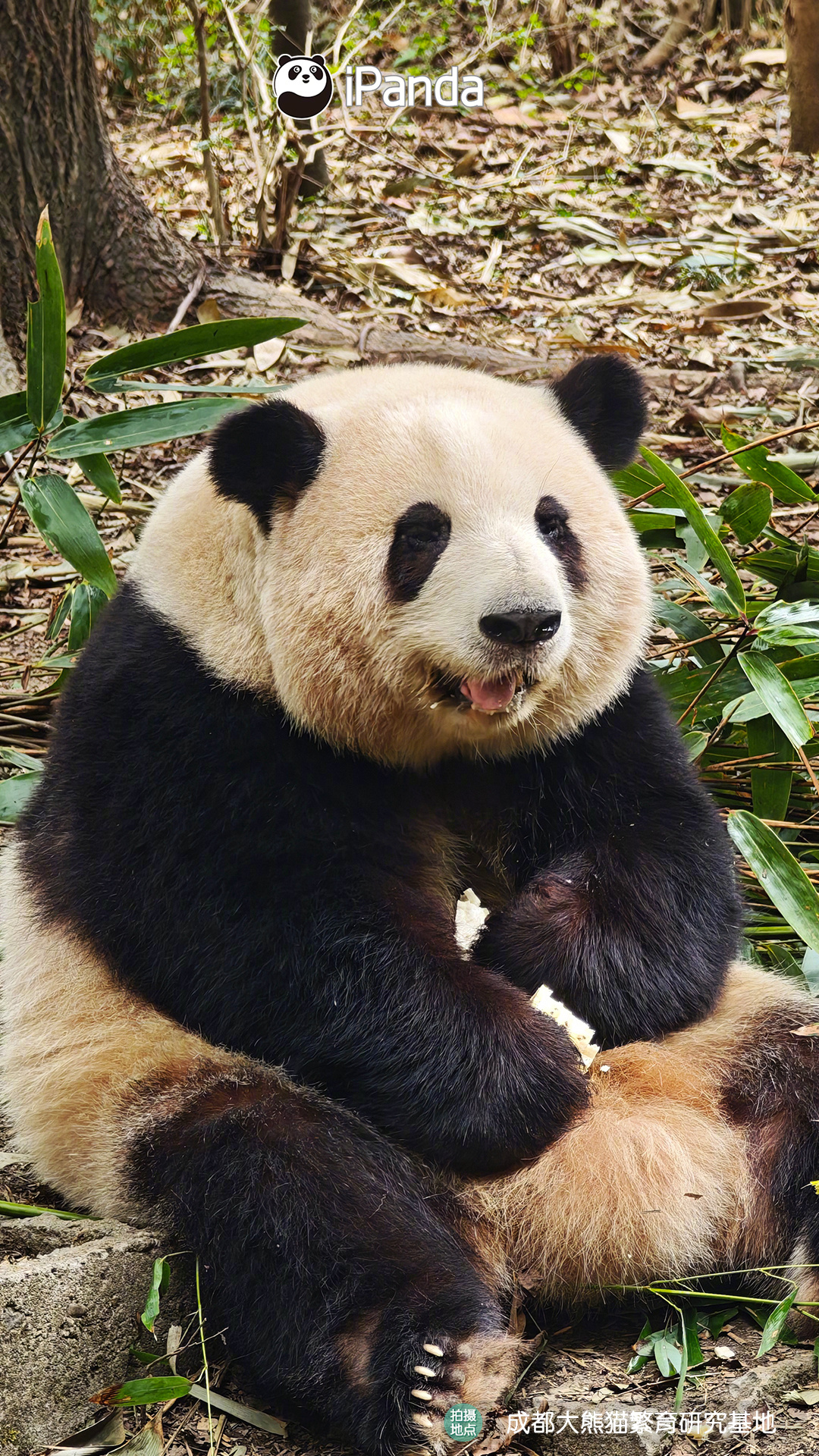 【大熊猫的治愈从早安开始🌟】🐼发言熊：“和花”名熊名言：做爱笑的熊宝，运气都