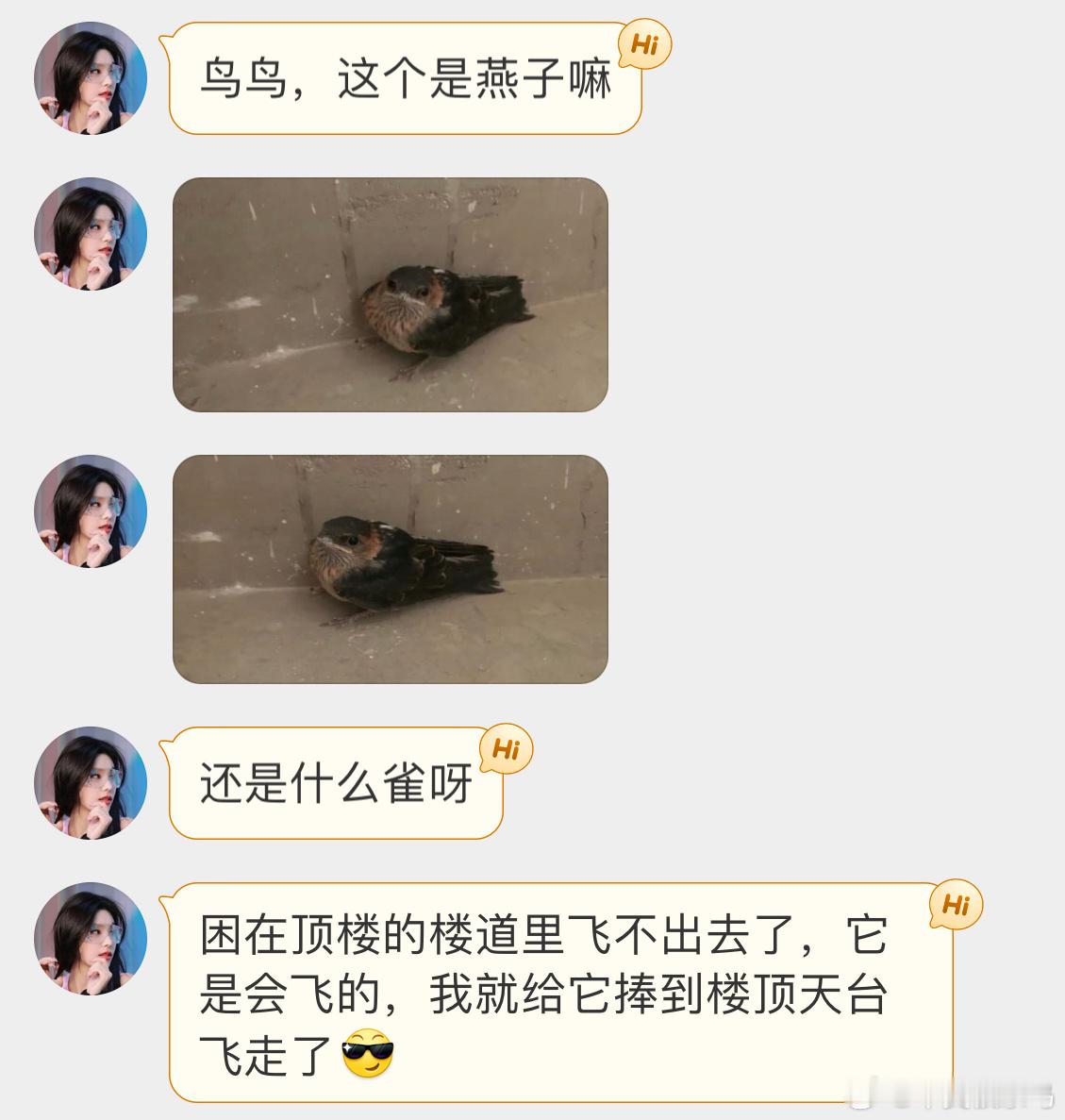 鸟粉投稿  飞屋里的【金腰燕】宝宝好清澈的眼神👀 