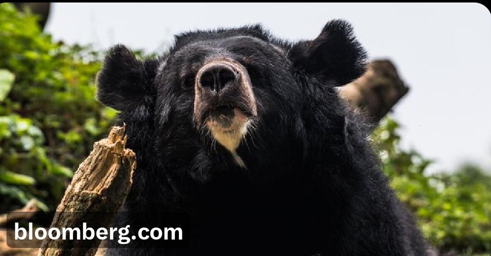 日本几乎每天都有新的熊袭人事件新闻曝出，这也为保险公司带来了新的机遇。