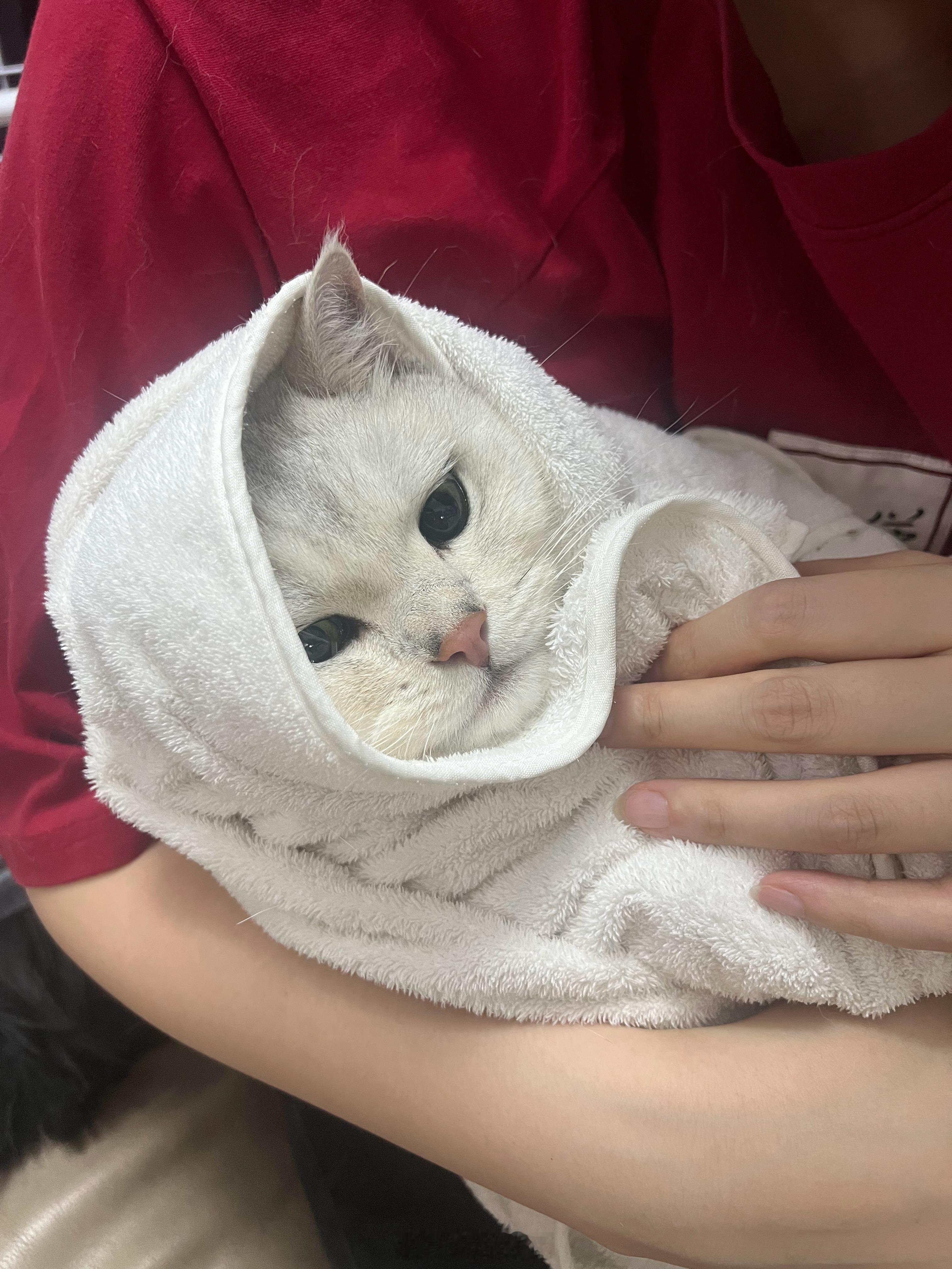 由于此猫多次伤人，只能用强硬手段剪指甲了奶茶nia