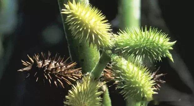 苍耳泡脚[ 腰肌劳损 慢性鼻炎 ]具体操作1、腰肌劳损久坐容易出现腰肌劳损，长途