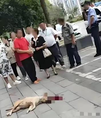 这下遇到狠人了!四川，一位大妈遛狗不拴绳，结果狗子给一位大哥咬了，大妈跑过来后不