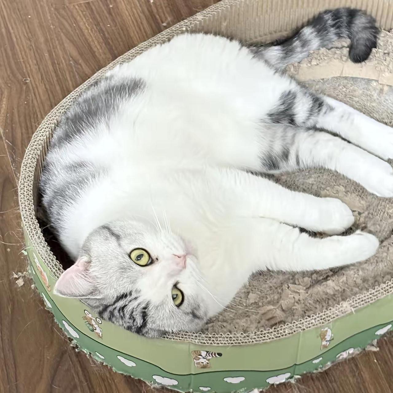 猫咪
