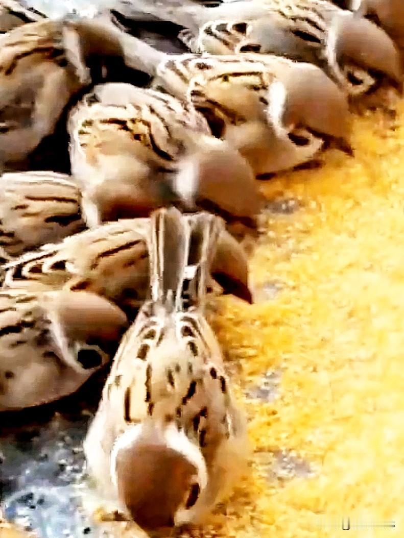 鸟儿欢快的吃食，
唱起了一首美妙的歌。

成群结队快快来，
美味的玉米粒洒满地。