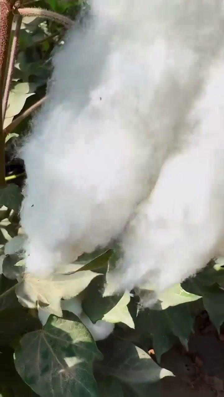 视频里摘棉花看着解压？实际摘过的人才知道，这东西对指尖有多狠。棉纤维先吸干手上油