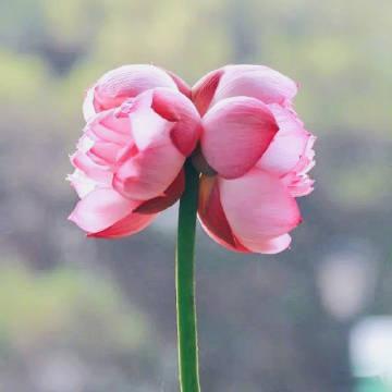 转发这朵并蒂莲 会有不期而遇的惊喜出现[给你小心心] ​​​