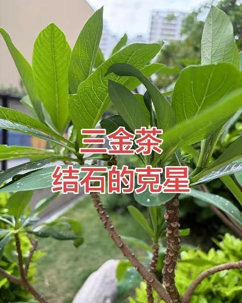 女单1/4中国选手孙颖莎战7局以四比三胜埃及选手，成功晋级四强