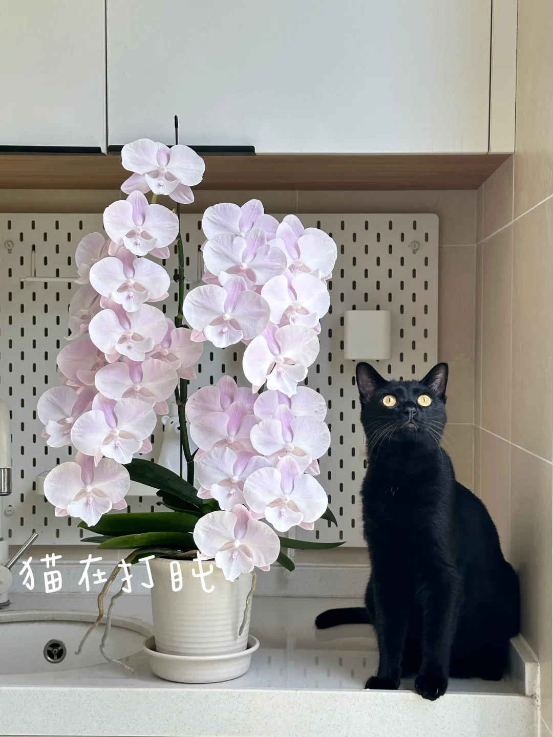 精神小猫和同样精神的马卡龙