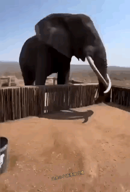 大象无形，说的大概就是这种大象，在我的印象当中，无论是在电视画面上，还是在现实生