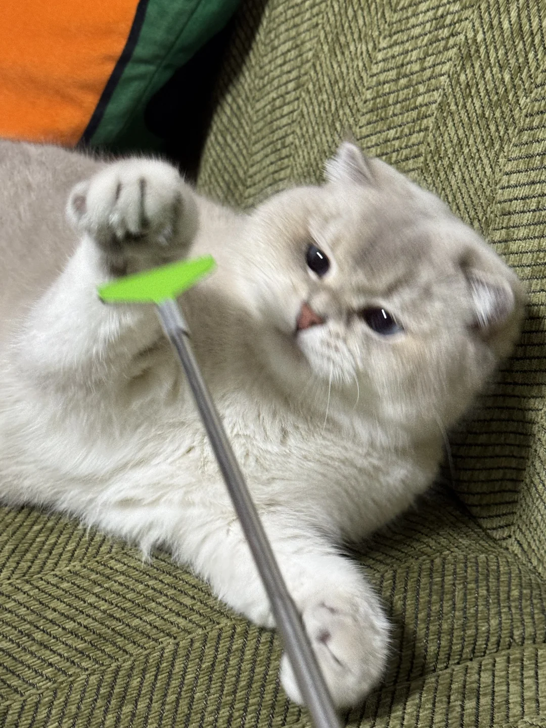 大家好，请来这里缴纳猫税 cat tax