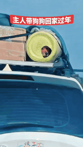 这才是真正有爱心的主人，走在哪里都把狗子带上，不把它丢弃，我想即便是这样，狗子也