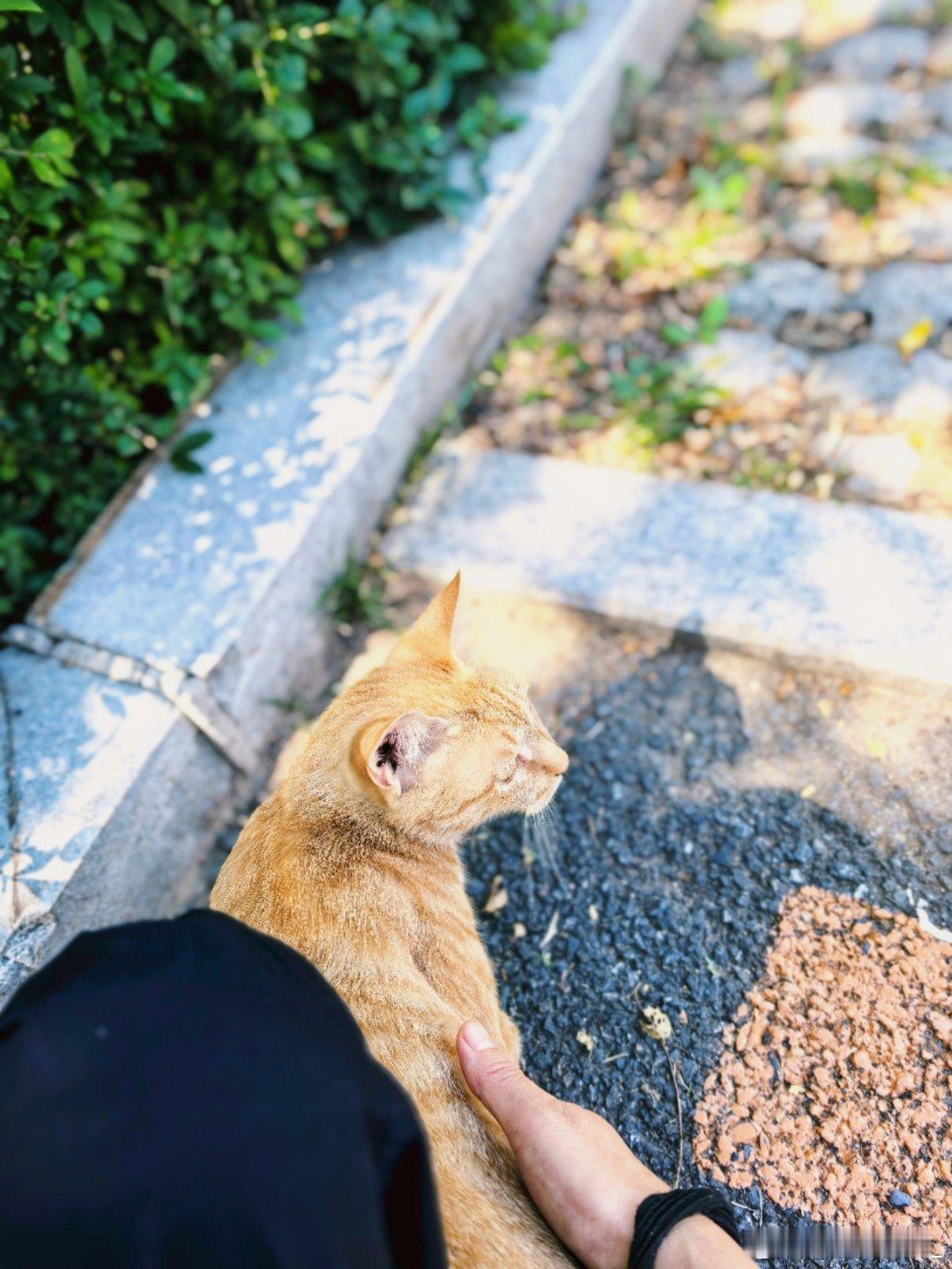 今天对红烧肉没兴趣，看来不饿啊～[嘻嘻] ​​​