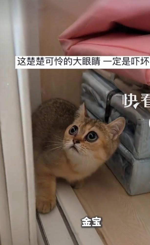 龙卷风太可怕了，破坏力简直超乎想象。有只叫“金宝”的猫，在龙卷风过后躲衣柜里捡回