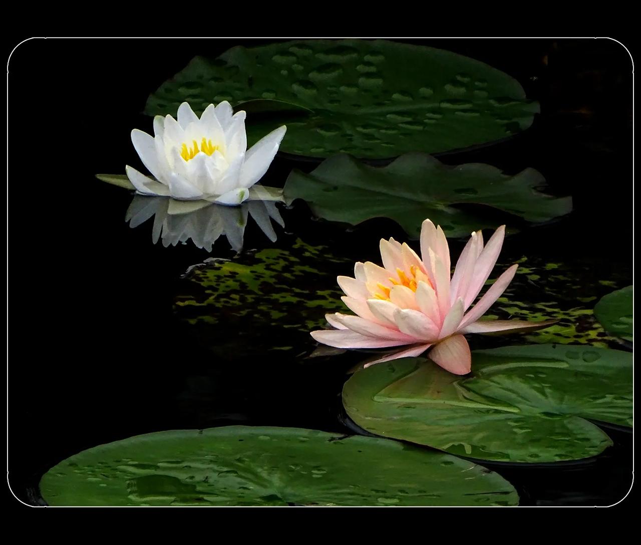 《秋日的睡莲花》
前几天成都还是酷热天气，一昼夜的秋雨，成都似乎一下子到了深秋。