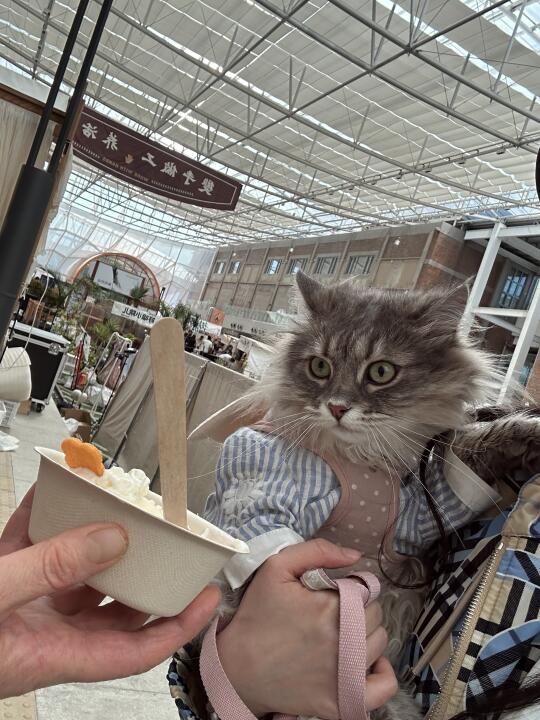 宠物友好的郎园市集是持续24h哒！喵！🐱