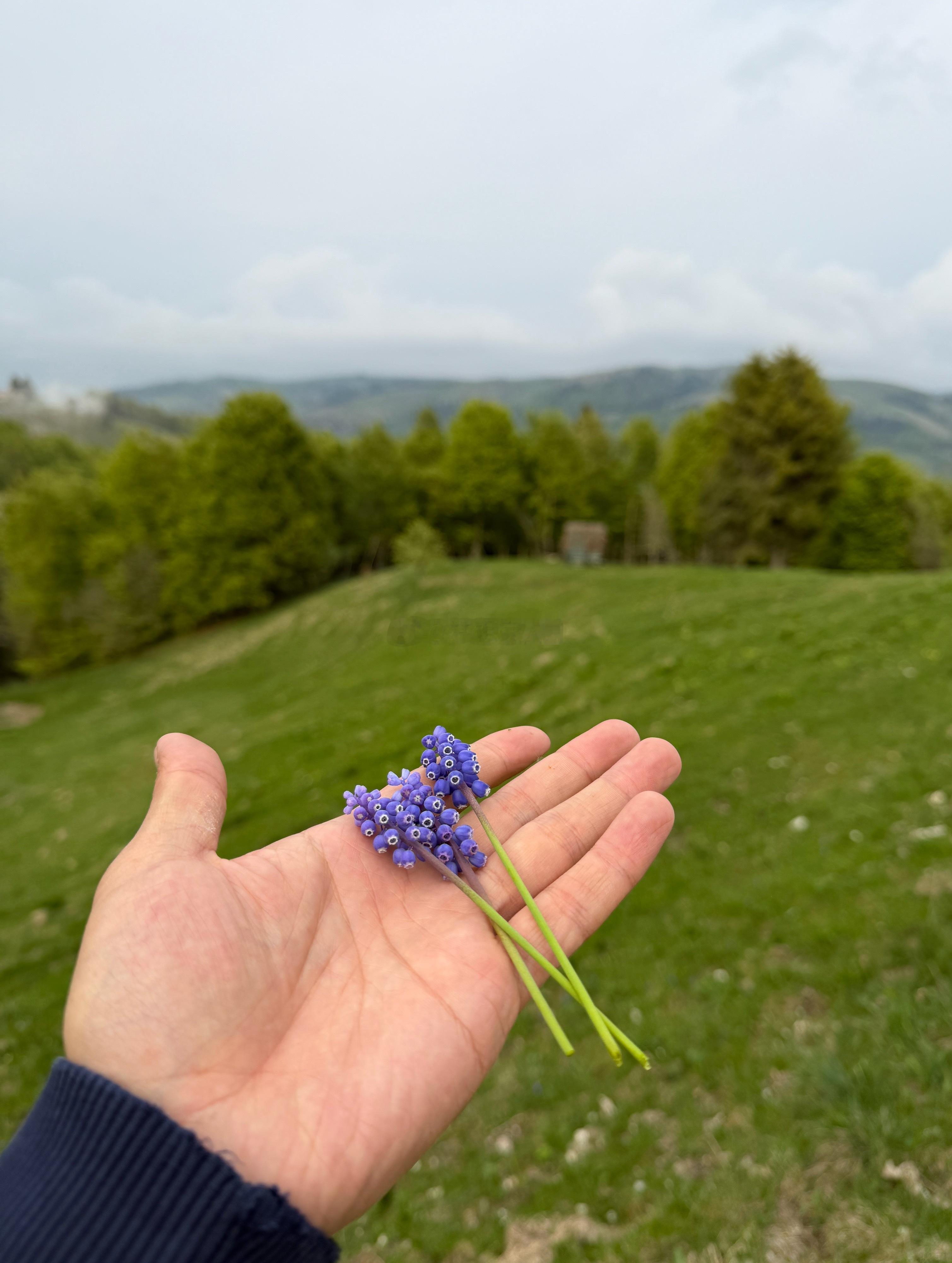 晚安，早安☀️梦想家ALI 意大利