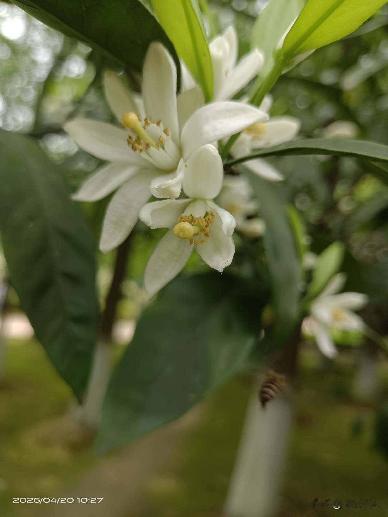 冰糖橘花素雅绽放，春藏清甜希冀，秋结满枝硕果，岁岁芳华不负！