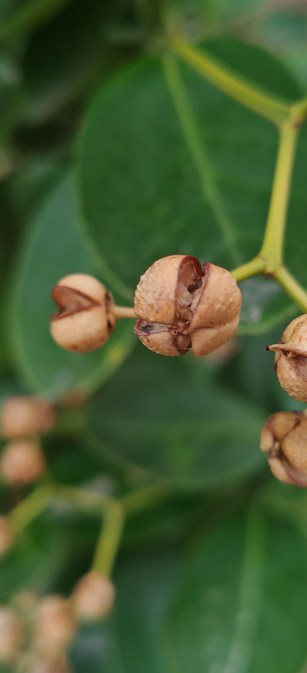 这是什么植物？谁认识？
