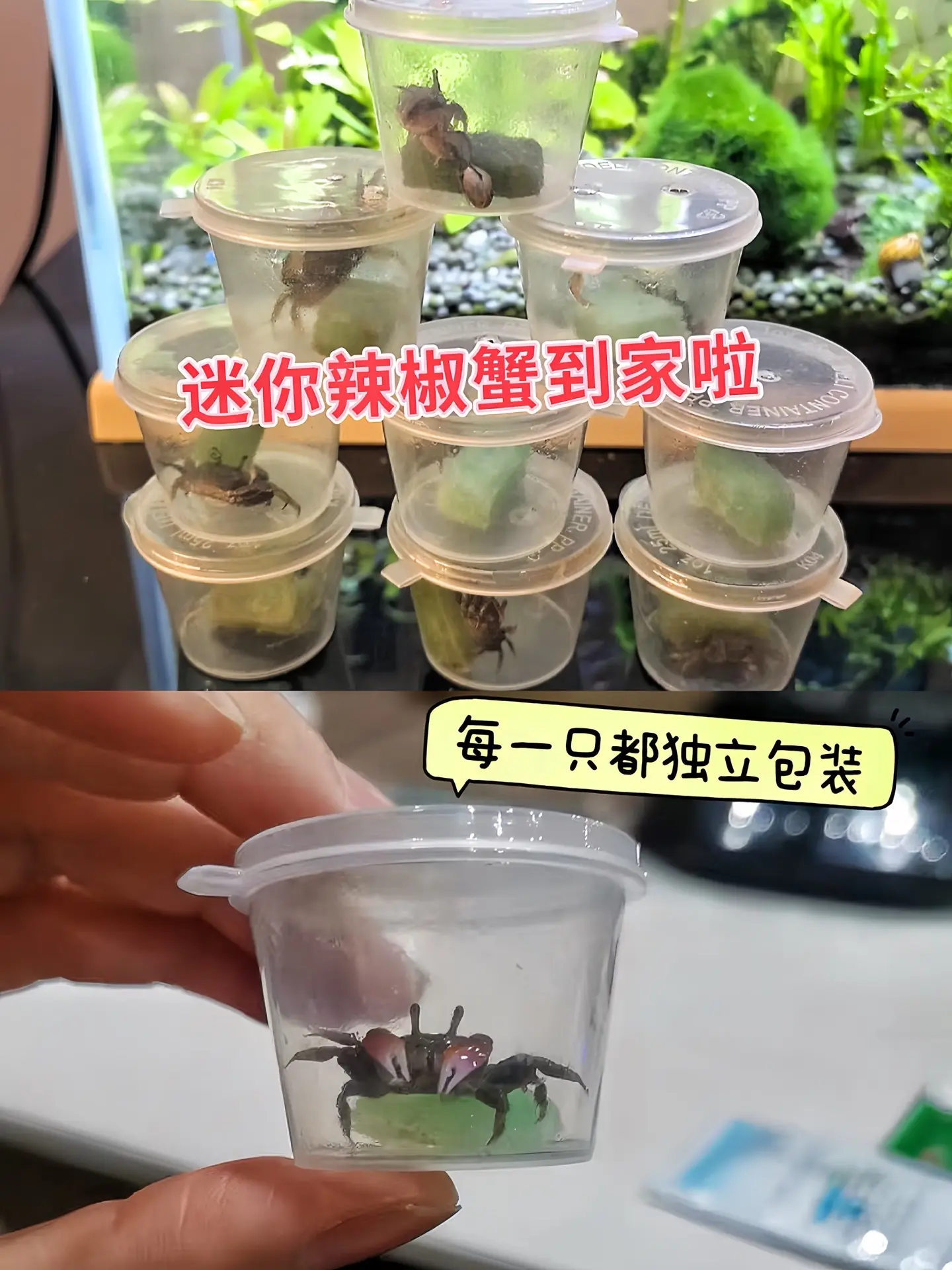 还在为鱼缸单调而烦恼？试试迷你辣椒蟹！体型小巧，憨态可掬，为你的鱼缸带...