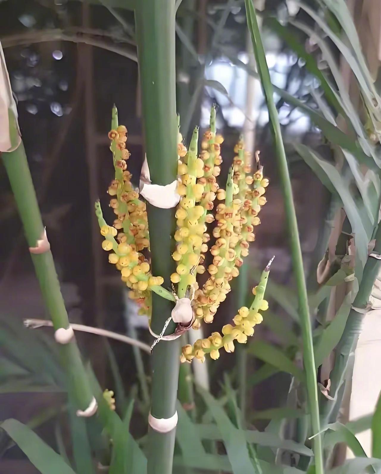 原来竹子开花是一场 “自杀式繁衍”！难怪古人说 “竹子开花，马上搬家”

 竹子