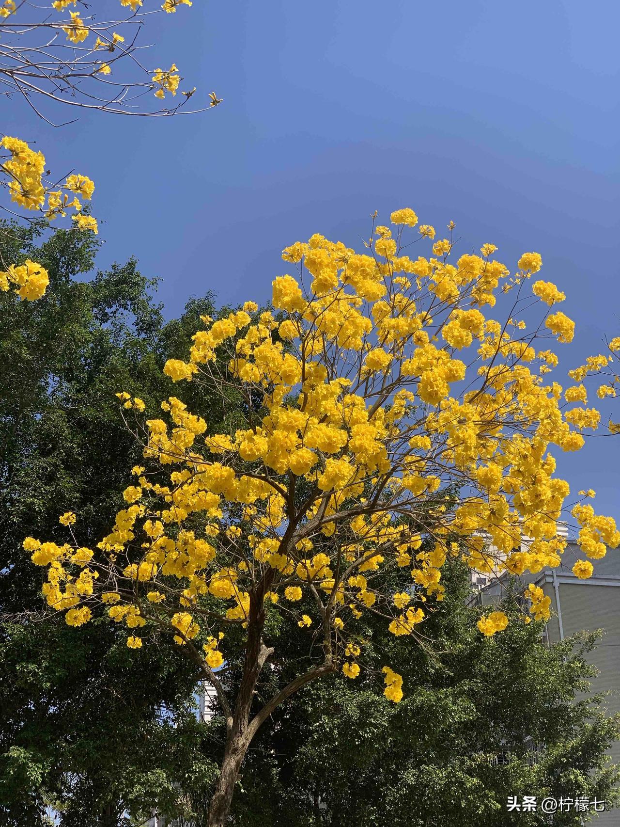 分享手机里最美的随手拍春风一到，花开便热烈，人间从此温柔又明亮。