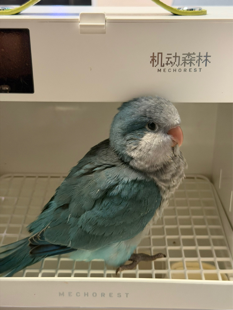 这只和尚鹦鹉喜欢吗？喜欢可以自己去买