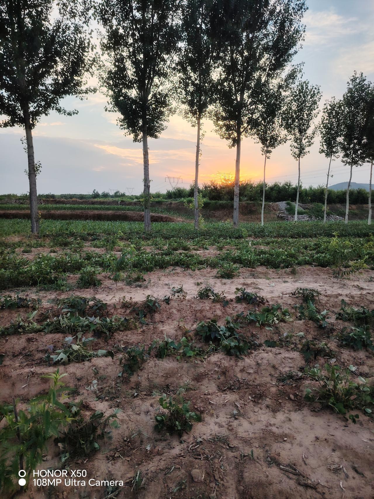 夏日生活打卡季 夕阳下的田野，静谧而美丽