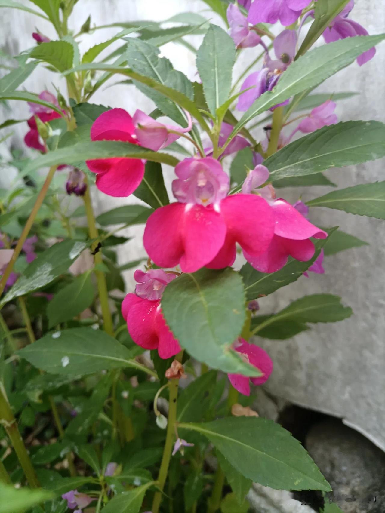 指甲花粉红、白的像雪、紫色、红色非常的可爱！