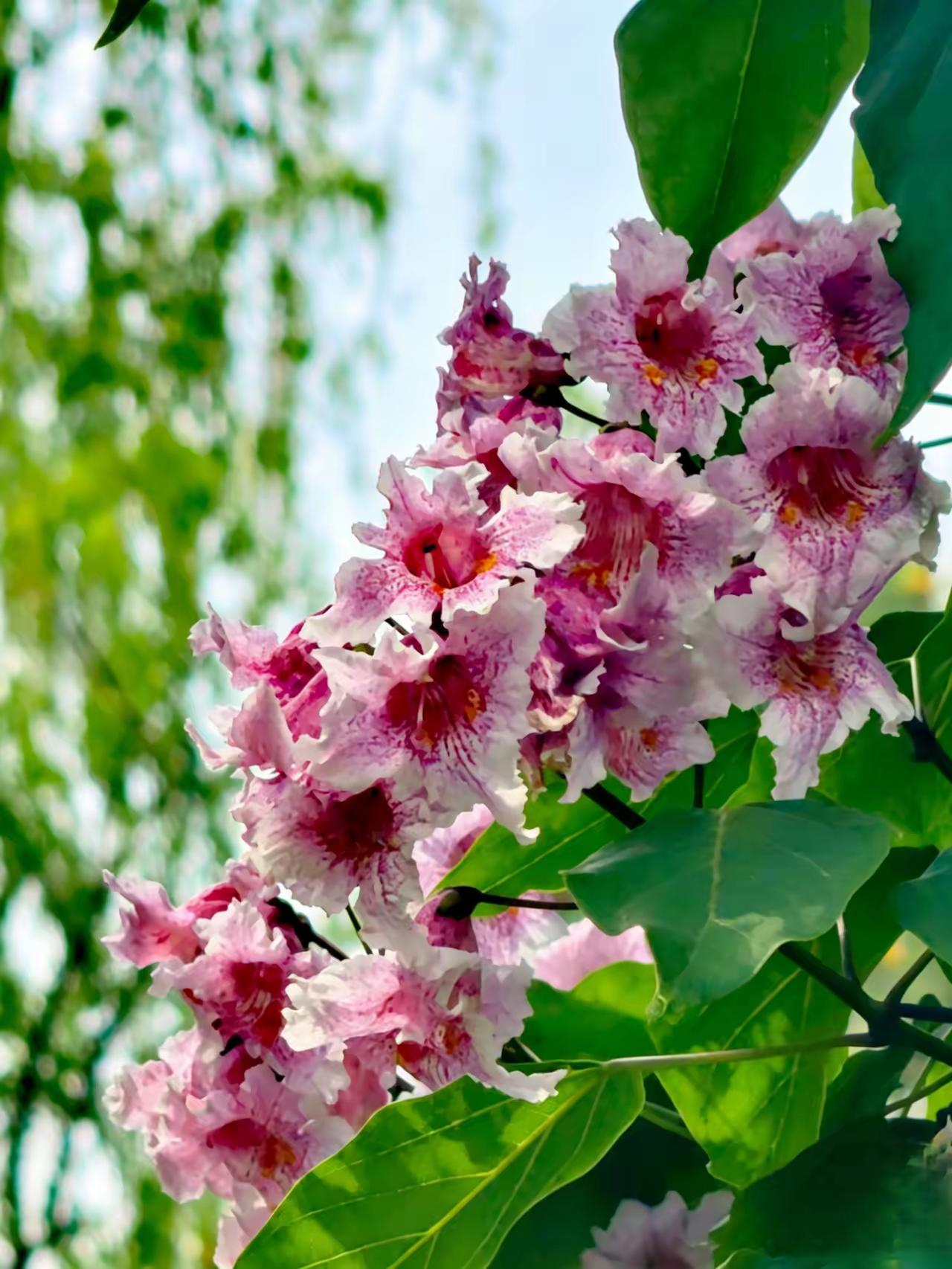 叙说楸树和楸树花
说起楸树我还是在北京建筑博物馆看到的，当时只知道它的木质好，不