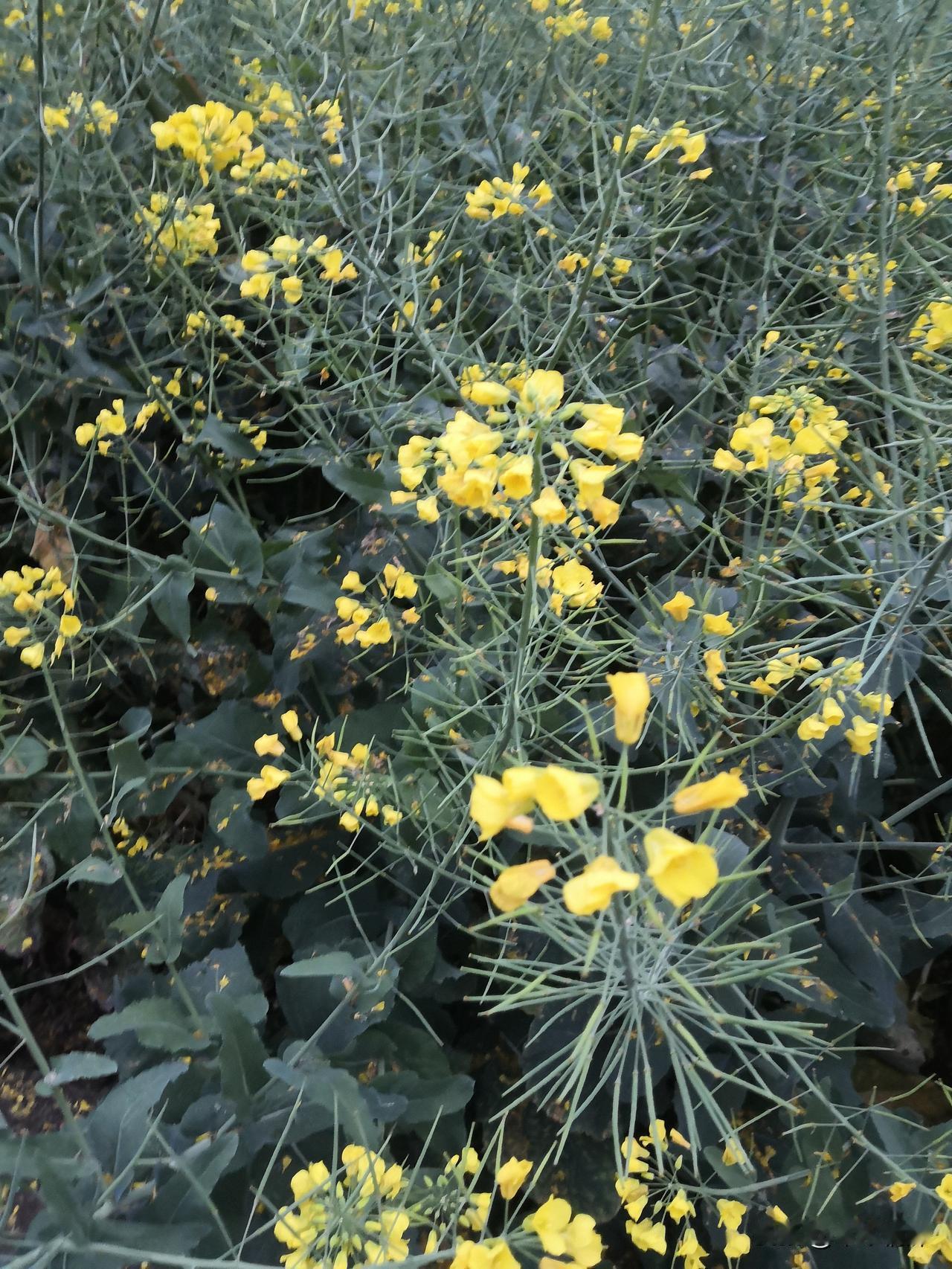 3月的德阳市中江农村，油菜花也是令人喜爱，早晨漫步在冯店农村，油菜花朵有的在掉落