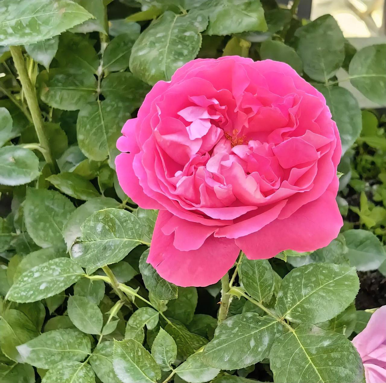 花开五月