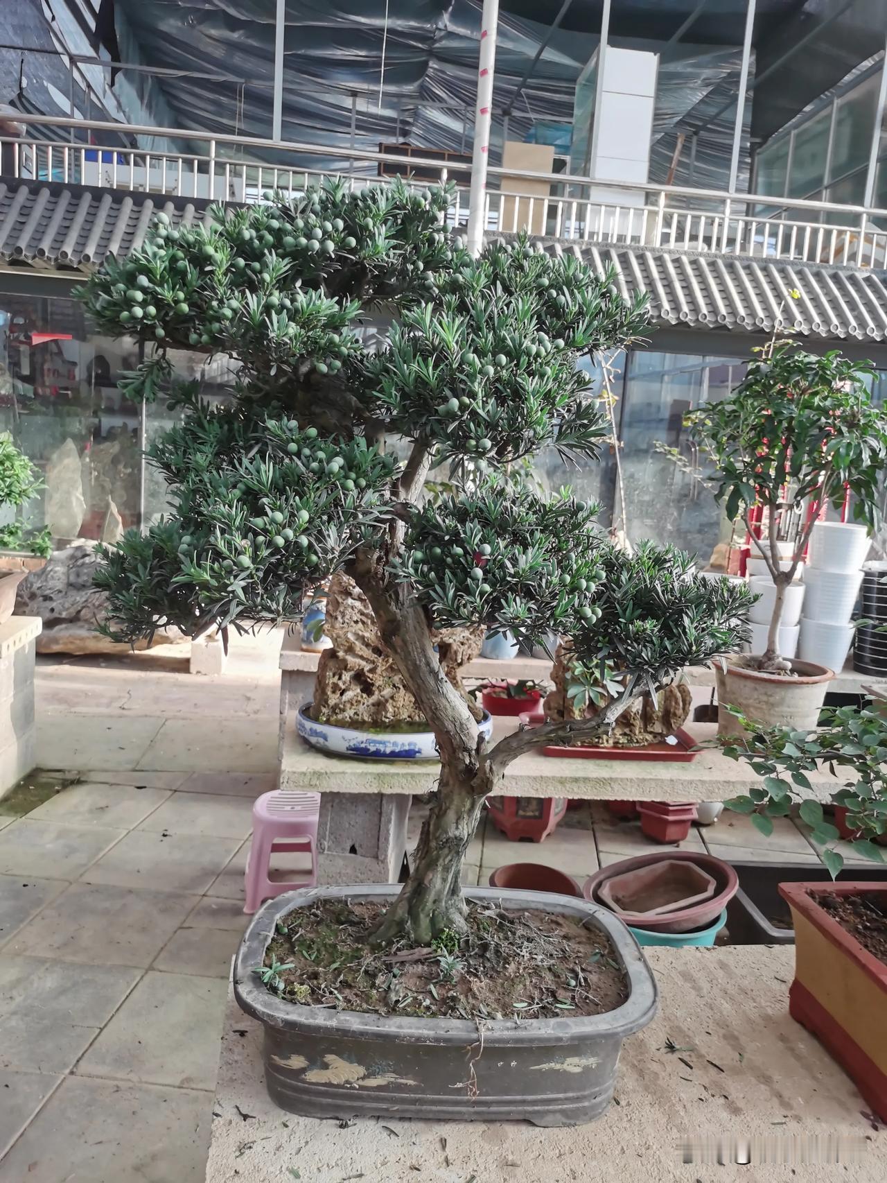 可以结豆的罗汉松你见过吗