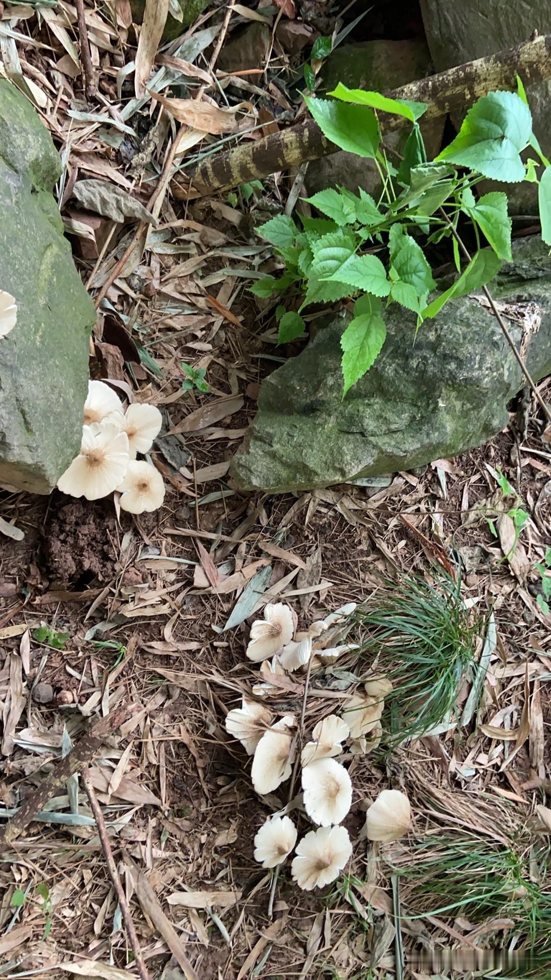 竹林边的坟头上发现这么多菌子，有人说是鸡枞菌，能吃！也有人说不能吃，有没有人认得