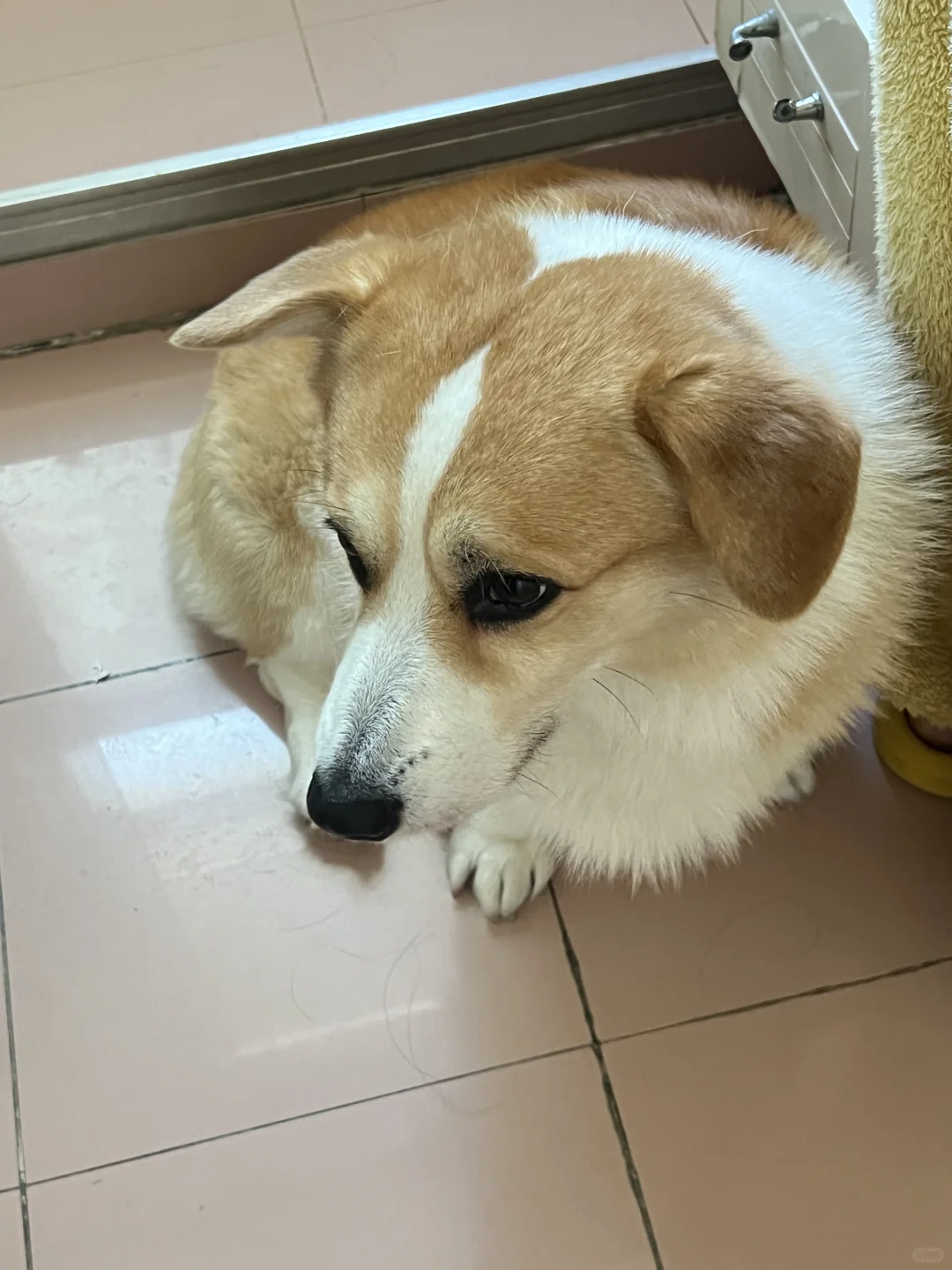 会陪我刷牙的小狗