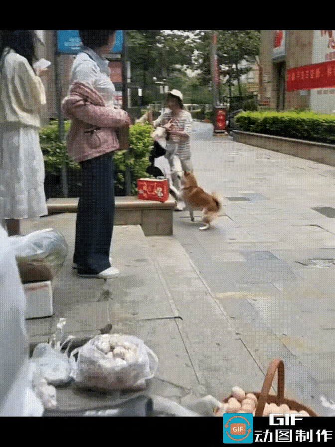 真的笑不活了！街头女子互殴，一旁的狗子直接上演沉浸式护主名场面😂
 
俩女子当