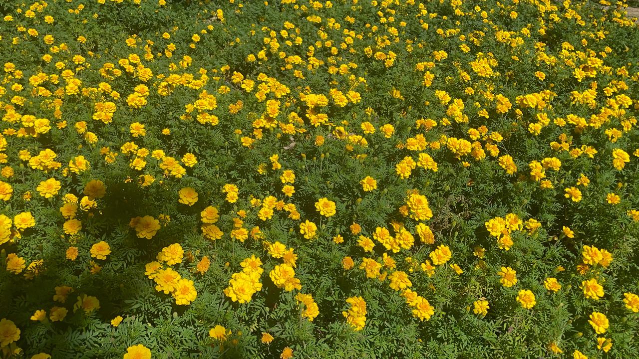 #秋日生活打卡季#
“一场秋雨一场寒，十场秋雨要穿棉”，我掐指一算，我们通辽这个