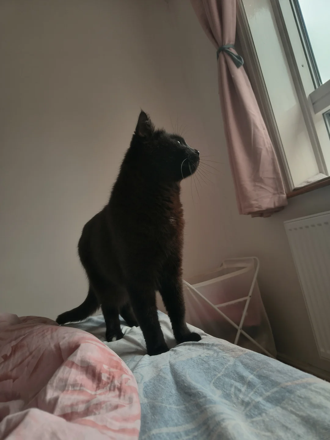 小猫咪站姿