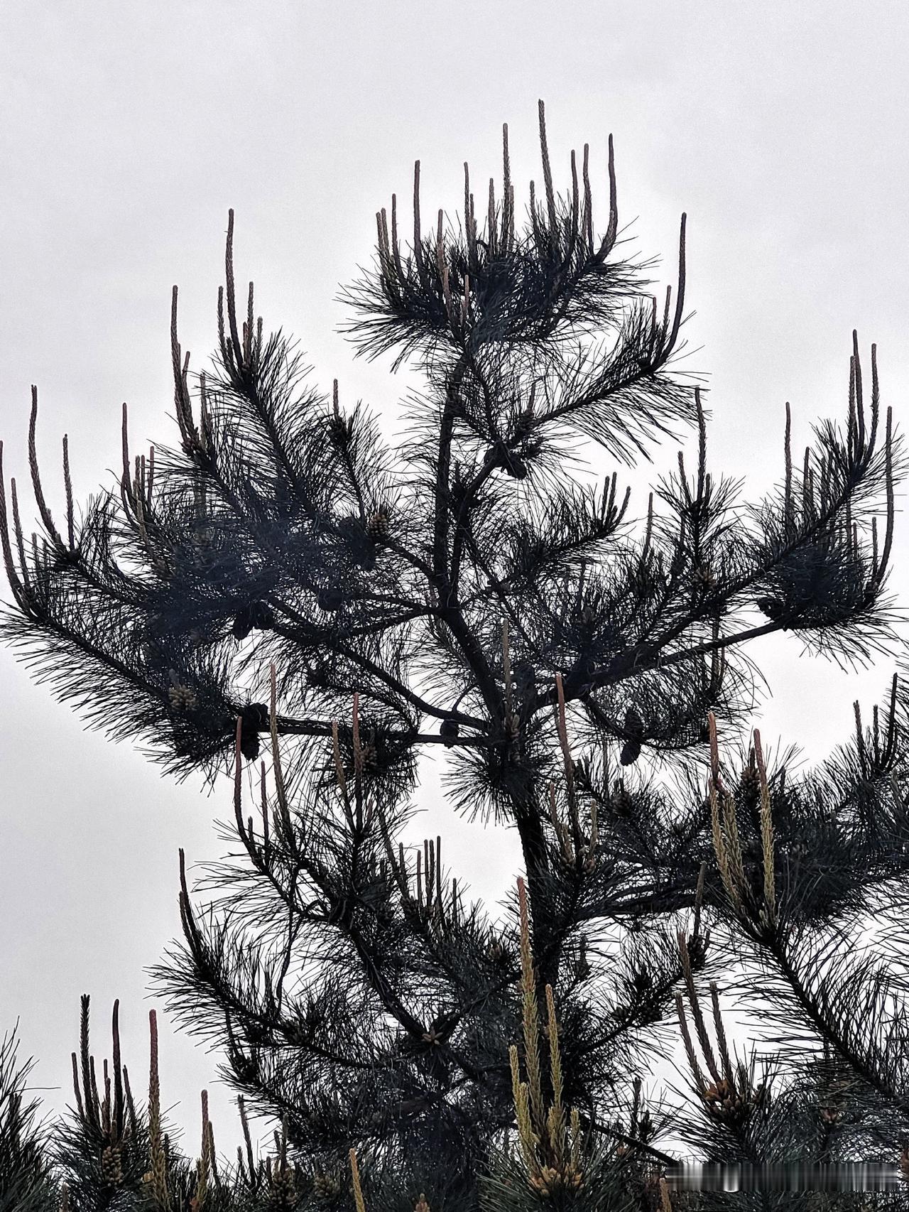 上联：离乡背井年方少
下联：归根落叶人苍老

终生坚持作品原创的人
图片来源于作