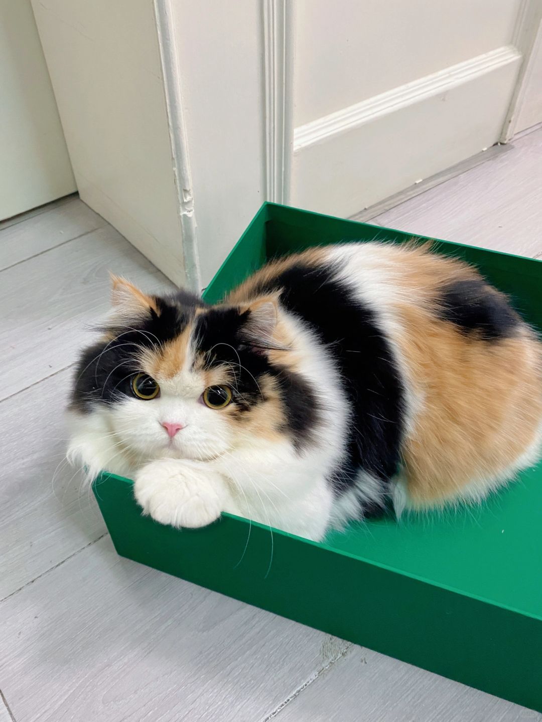 小猫咪的嘴嘴是十分的臭