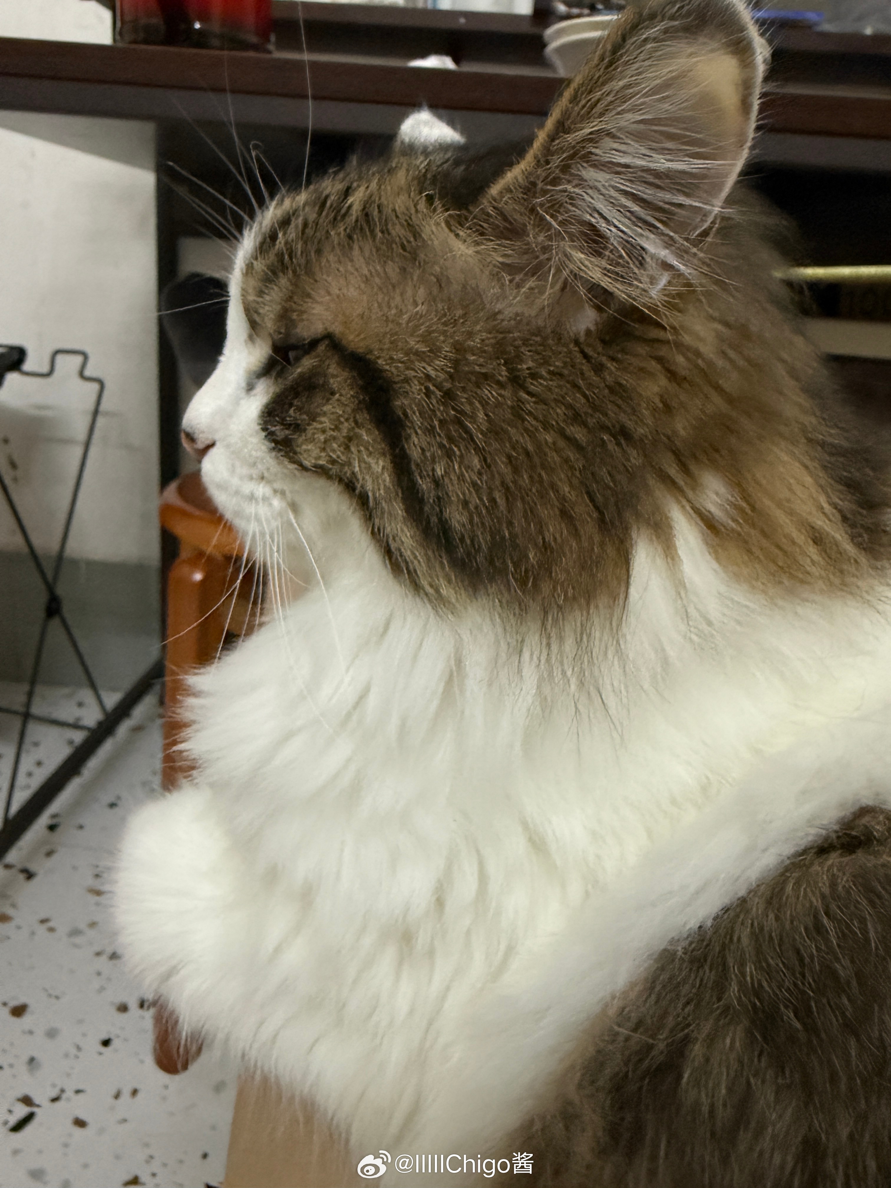 琪琪破猫垃圾猫 