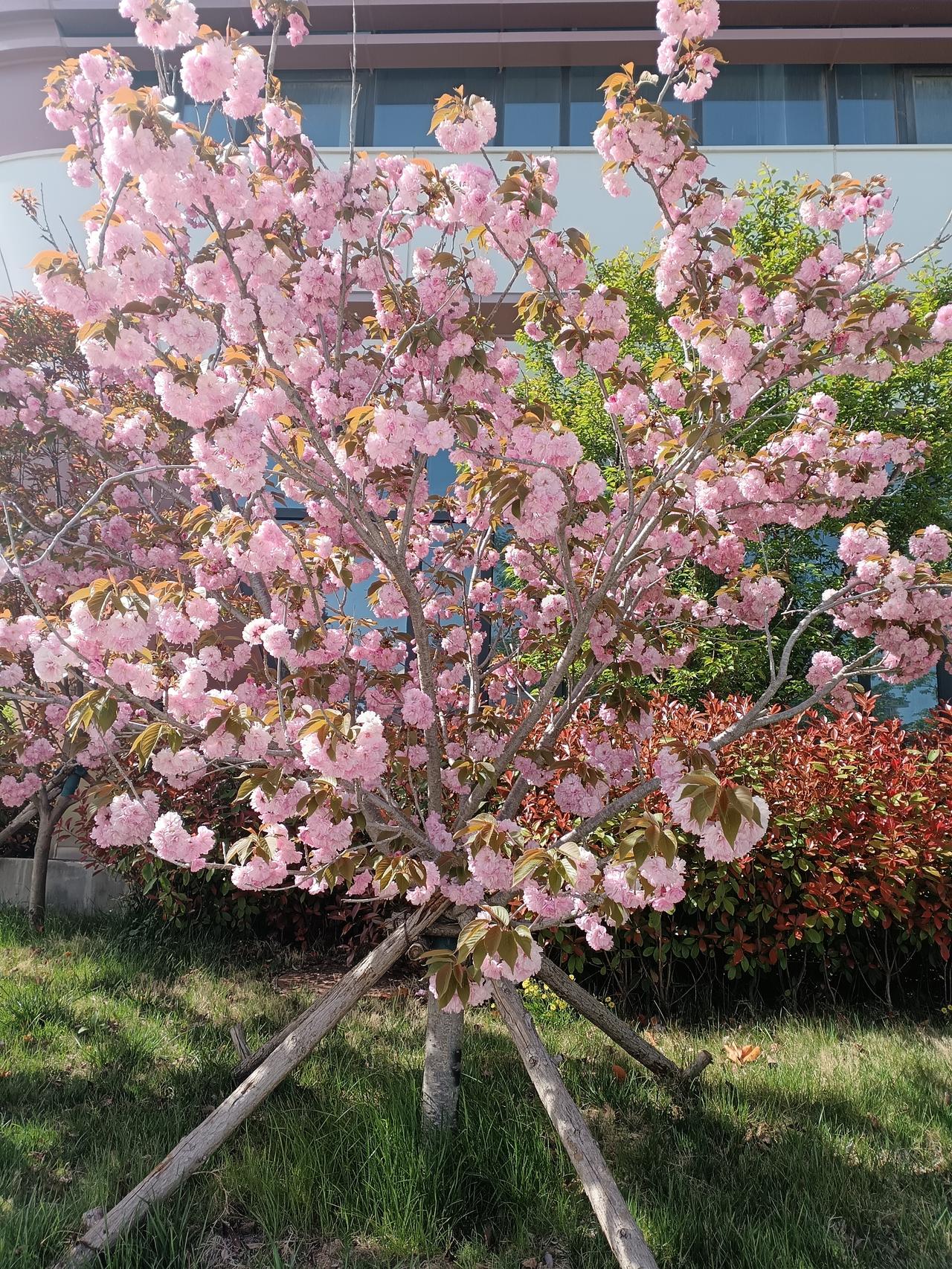 暮春樱事正浓，粉瓣层叠如云堆雪，缀满虬枝。
佳木承培长势勃发，茵茵芳草相映，成一