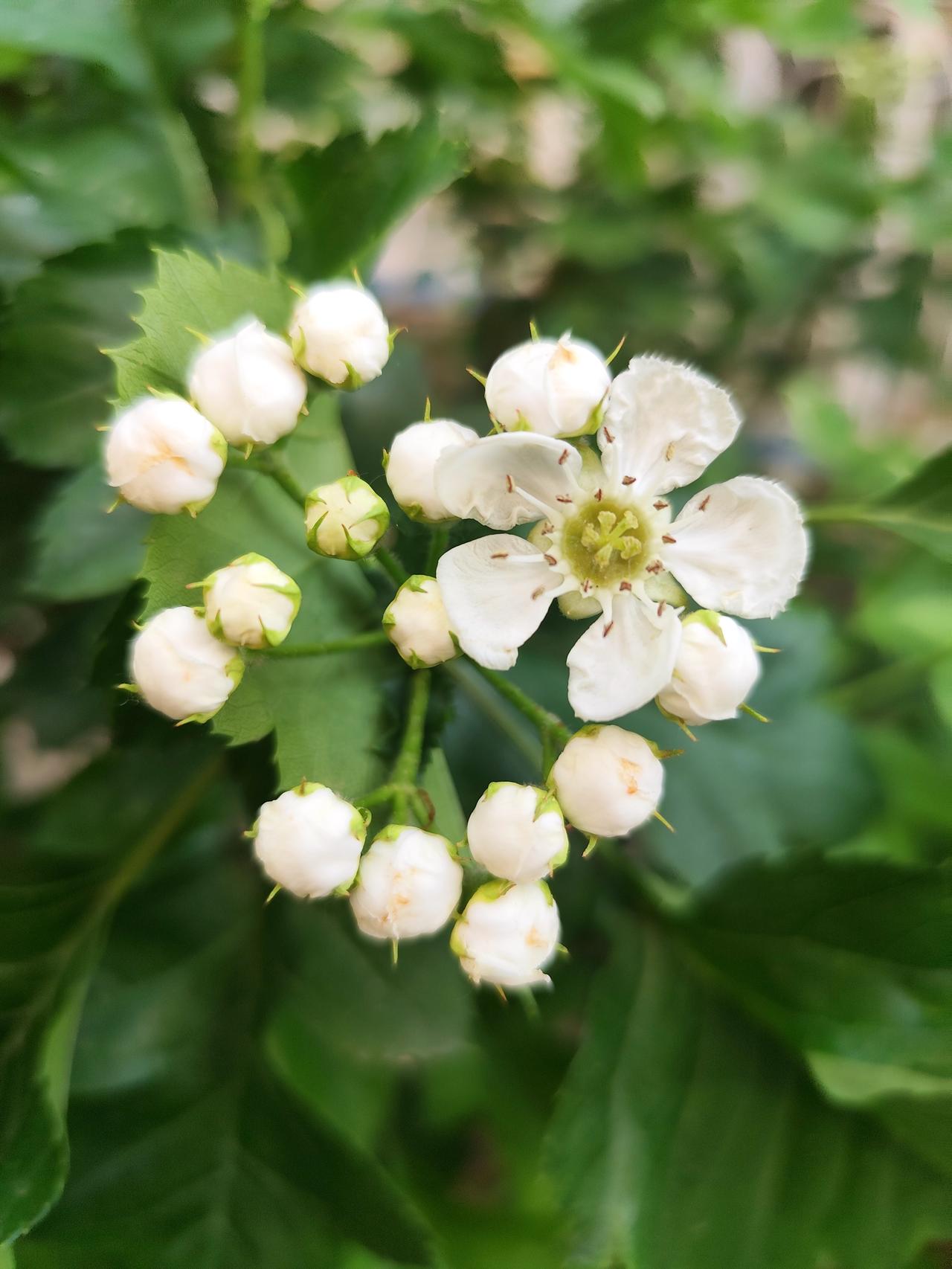夏日开放的《山楂花》
    进入夏季，小区内的几株山楂树渐次开花了。花色洁白，