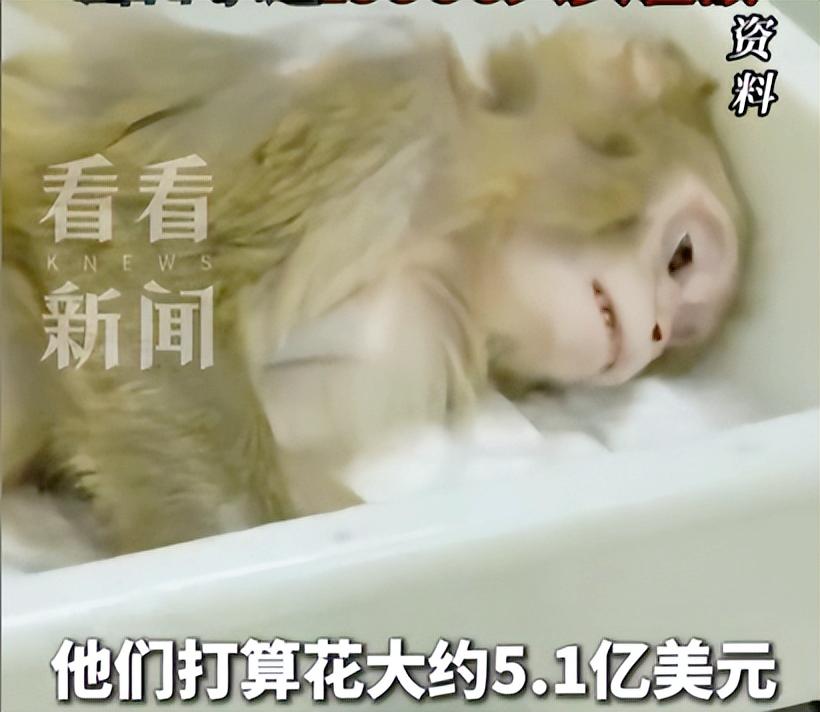 你可能想不到，现在研发新药最缺的不是高端设备，也不是顶尖科学家，而是一只只猴子，